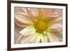 Maine, Harpswell. Dahlia Detail-Jaynes Gallery-Framed Photographic Print