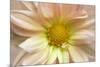 Maine, Harpswell. Dahlia Detail-Jaynes Gallery-Mounted Photographic Print