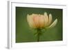 Maine, Harpswell. Dahlia Flower-Jaynes Gallery-Framed Photographic Print