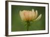 Maine, Harpswell. Dahlia Flower-Jaynes Gallery-Framed Photographic Print