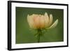 Maine, Harpswell. Dahlia Flower-Jaynes Gallery-Framed Photographic Print