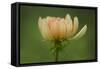 Maine, Harpswell. Dahlia Flower-Jaynes Gallery-Framed Stretched Canvas