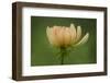 Maine, Harpswell. Dahlia Flower-Jaynes Gallery-Framed Photographic Print