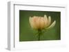 Maine, Harpswell. Dahlia Flower-Jaynes Gallery-Framed Photographic Print