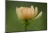 Maine, Harpswell. Dahlia Flower-Jaynes Gallery-Mounted Photographic Print