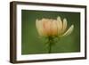 Maine, Harpswell. Dahlia Flower-Jaynes Gallery-Framed Photographic Print