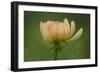 Maine, Harpswell. Dahlia Flower-Jaynes Gallery-Framed Photographic Print