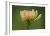 Maine, Harpswell. Dahlia Flower-Jaynes Gallery-Framed Photographic Print