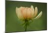 Maine, Harpswell. Dahlia Flower-Jaynes Gallery-Mounted Photographic Print