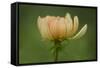 Maine, Harpswell. Dahlia Flower-Jaynes Gallery-Framed Stretched Canvas