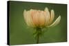 Maine, Harpswell. Dahlia Flower-Jaynes Gallery-Stretched Canvas