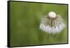 Maine, Harpswell. Dew on Dandelion-Jaynes Gallery-Framed Stretched Canvas