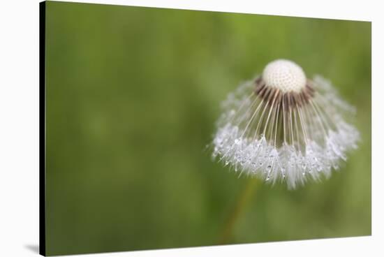 Maine, Harpswell. Dew on Dandelion-Jaynes Gallery-Stretched Canvas