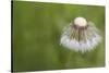 Maine, Harpswell. Dew on Dandelion-Jaynes Gallery-Stretched Canvas