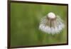 Maine, Harpswell. Dew on Dandelion-Jaynes Gallery-Framed Photographic Print