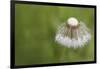 Maine, Harpswell. Dew on Dandelion-Jaynes Gallery-Framed Photographic Print