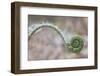 Maine, Harpswell. Fern Curves-Jaynes Gallery-Framed Photographic Print