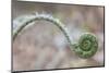 Maine, Harpswell. Fern Curves-Jaynes Gallery-Mounted Photographic Print