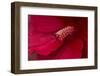 Maine, Harpswell. Hibiscus Detail-Jaynes Gallery-Framed Photographic Print