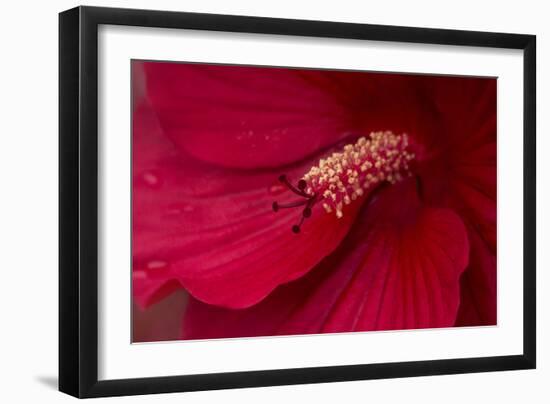 Maine, Harpswell. Hibiscus Detail-Jaynes Gallery-Framed Photographic Print