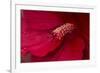 Maine, Harpswell. Hibiscus Detail-Jaynes Gallery-Framed Photographic Print