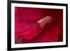 Maine, Harpswell. Hibiscus Detail-Jaynes Gallery-Framed Photographic Print