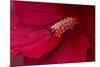 Maine, Harpswell. Hibiscus Detail-Jaynes Gallery-Mounted Photographic Print