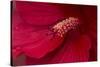 Maine, Harpswell. Hibiscus Detail-Jaynes Gallery-Stretched Canvas