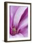 Maine, Harpswell. Magnolia Flower Interior-Jaynes Gallery-Framed Photographic Print