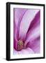 Maine, Harpswell. Magnolia Flower Interior-Jaynes Gallery-Framed Photographic Print