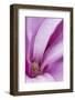 Maine, Harpswell. Magnolia Flower Interior-Jaynes Gallery-Framed Photographic Print