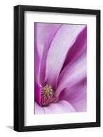 Maine, Harpswell. Magnolia Flower Interior-Jaynes Gallery-Framed Photographic Print