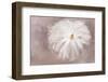 Maine, Harpswell. Multiple Exposure of White Dahlia-Jaynes Gallery-Framed Photographic Print