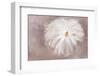 Maine, Harpswell. Multiple Exposure of White Dahlia-Jaynes Gallery-Framed Photographic Print