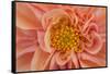 Maine, Harpswell. Orange Dahlia Detail-Jaynes Gallery-Framed Stretched Canvas