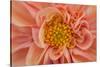 Maine, Harpswell. Orange Dahlia Detail-Jaynes Gallery-Stretched Canvas