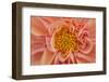 Maine, Harpswell. Orange Dahlia Detail-Jaynes Gallery-Framed Photographic Print