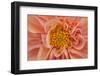 Maine, Harpswell. Orange Dahlia Detail-Jaynes Gallery-Framed Photographic Print