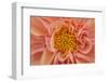 Maine, Harpswell. Orange Dahlia Detail-Jaynes Gallery-Framed Photographic Print