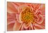 Maine, Harpswell. Orange Dahlia Detail-Jaynes Gallery-Framed Photographic Print