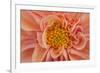 Maine, Harpswell. Orange Dahlia Detail-Jaynes Gallery-Framed Photographic Print