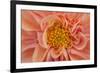 Maine, Harpswell. Orange Dahlia Detail-Jaynes Gallery-Framed Photographic Print