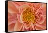 Maine, Harpswell. Orange Dahlia Detail-Jaynes Gallery-Framed Stretched Canvas