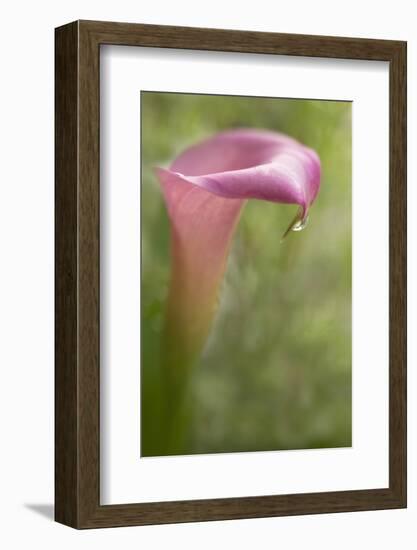 Maine, Harpswell. Pink Calla Lily with Dew-Jaynes Gallery-Framed Photographic Print