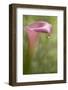 Maine, Harpswell. Pink Calla Lily with Dew-Jaynes Gallery-Framed Photographic Print