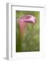 Maine, Harpswell. Pink Calla Lily with Dew-Jaynes Gallery-Framed Photographic Print