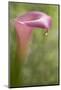 Maine, Harpswell. Pink Calla Lily with Dew-Jaynes Gallery-Mounted Photographic Print