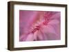 Maine, Harpswell. Pink Gerbera Daisy Abstract-Jaynes Gallery-Framed Photographic Print