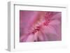 Maine, Harpswell. Pink Gerbera Daisy Abstract-Jaynes Gallery-Framed Photographic Print