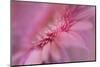 Maine, Harpswell. Pink Gerbera Daisy Abstract-Jaynes Gallery-Mounted Photographic Print
